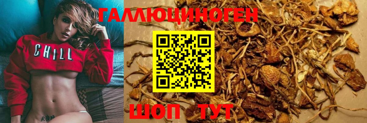 Галлюциногенные грибы Psilocybe Мценск
